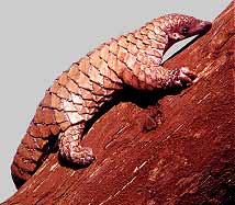 Pangolin in tree.jpg (10275 bytes)